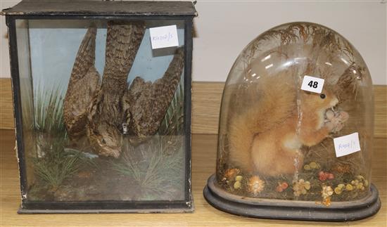 A taxidermic red squirrel under dome and a cuckoo